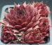Sempervivum FLAMINGO 2