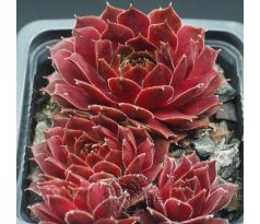 Sempervivum RED BEAM