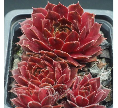 Sempervivum RED BEAM