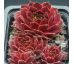 Sempervivum RED BEAM