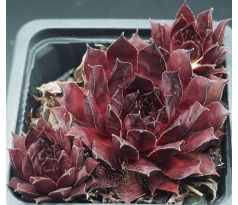 Sempervivum LAVA FLOW