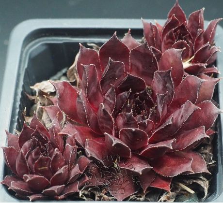 Sempervivum LAVA FLOW