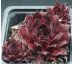 Sempervivum LAVA FLOW