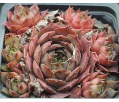 Sempervivum EUGENIA