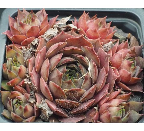 Sempervivum EUGENIA