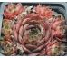 Sempervivum EUGENIA
