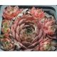 Sempervivum EUGENIA