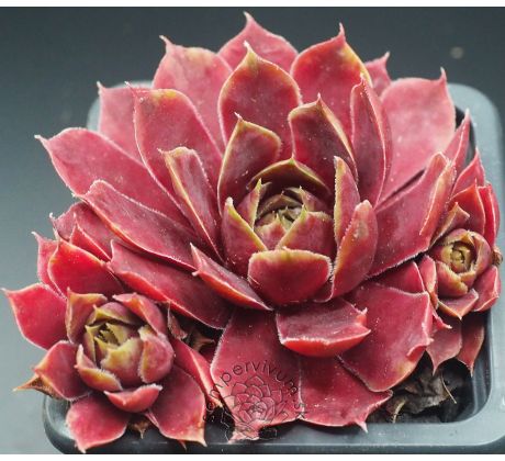 Sempervivum BUFFY`S DOLL