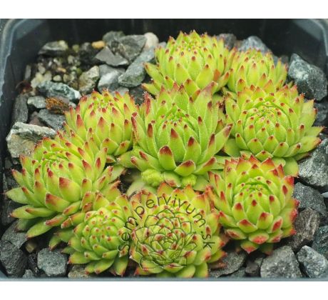 Sempervivum stiriacum ex glucknerge