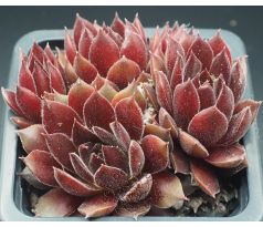 Sempervivum PACIFIC SONATA