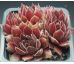 Sempervivum PACIFIC SONATA