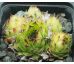 Sempervivum DEBILE