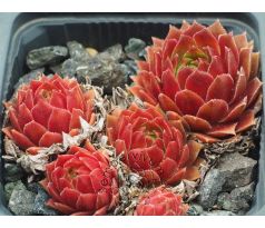 Sempervivum GLORIOSUM