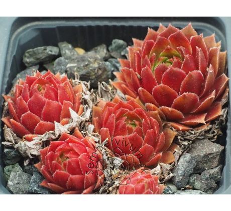 Sempervivum GLORIOSUM