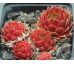 Sempervivum GLORIOSUM