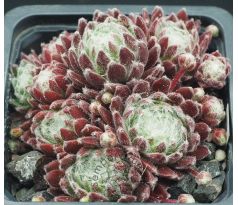 Sempervivum AMERICANOS