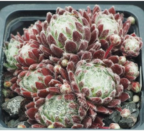 Sempervivum AMERICANOS