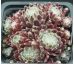 Sempervivum AMERICANOS