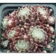 Sempervivum AMERICANOS