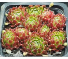 Sempervivum FORD`S SPRING