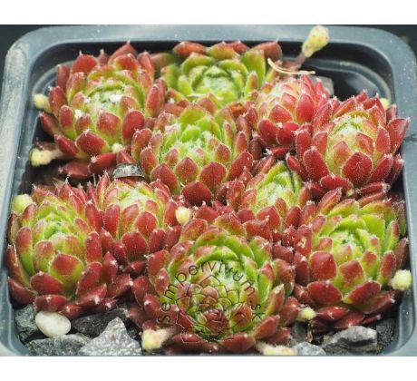 Sempervivum FORD`S SPRING