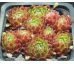 Sempervivum FORD`S SPRING