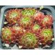 Sempervivum FORD`S SPRING
