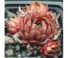 Sempervivum BRAMIRA