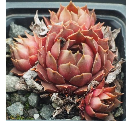 Sempervivum BRAMIRA