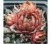 Sempervivum BRAMIRA
