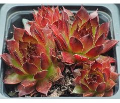 Sempervivum PITON