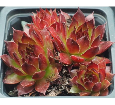 Sempervivum PITON