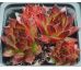 Sempervivum PITON