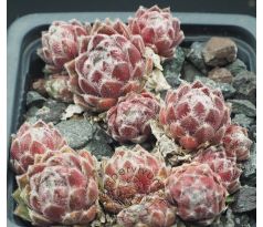 Sempervivum SILVER THAW
