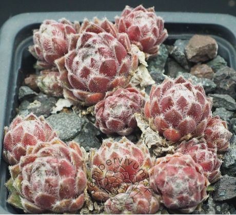 Sempervivum SILVER THAW