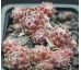 Sempervivum SILVER THAW
