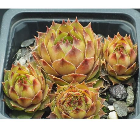 Sempervivum BRITTA