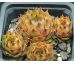 Sempervivum BRITTA