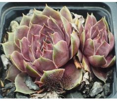 Sempervivum EPINELLA