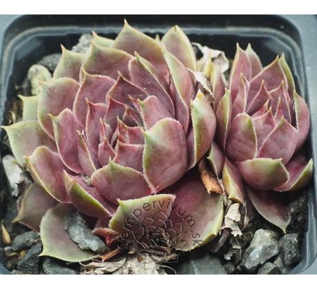 Sempervivum EPINELLA