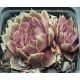 Sempervivum EPINELLA