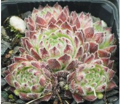 Sempervivum ANDRE SMITS