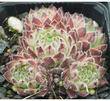 Sempervivum ANDRE SMITS