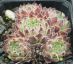 Sempervivum ANDRE SMITS