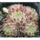 Sempervivum ANDRE SMITS