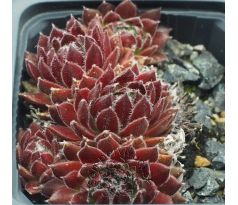 Sempervivum ISABELLE