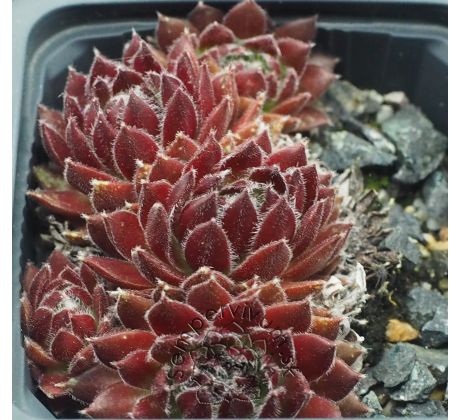 Sempervivum ISABELLE