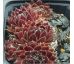 Sempervivum ISABELLE