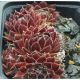Sempervivum ISABELLE