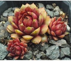 Sempervivum DR. FRITZ KÖHLIER
